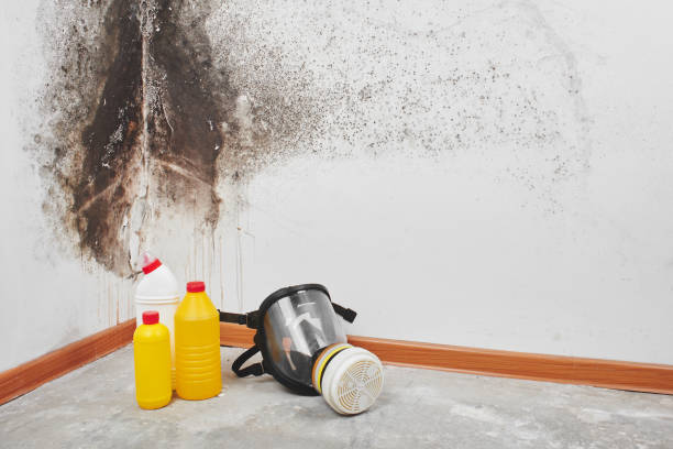 Best Home Mold Removal  in Thedral City, CA