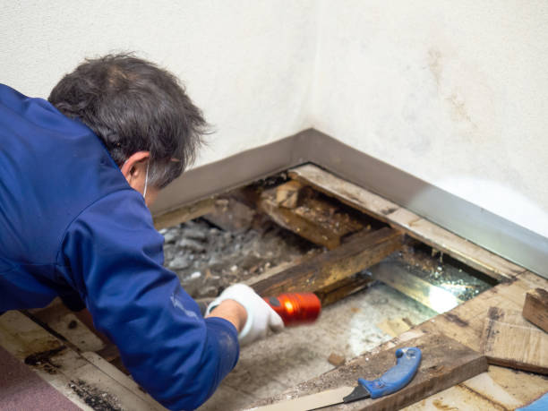 Best Toxic Mold Removal  in Thedral City, CA