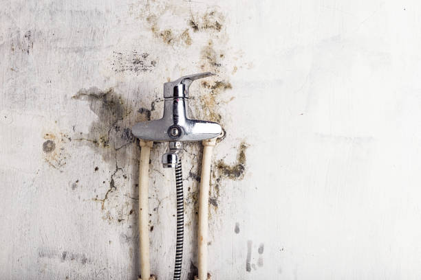 Best Fast Mold Removal  in Thedral City, CA
