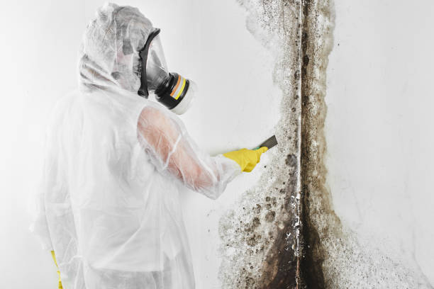 Best Mold Testing  in Thedral City, CA