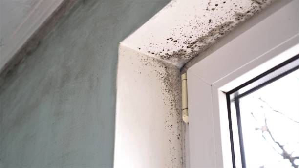 Best Residential Mold Removal  in Thedral City, CA
