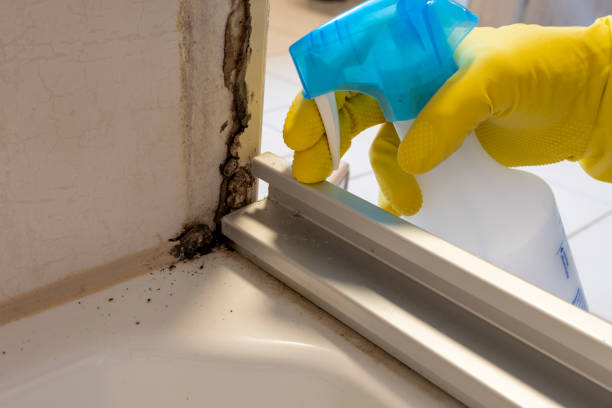 Best Commercial Mold Removal  in Thedral City, CA