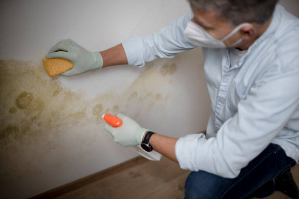 Mold Removal Process in Cathedral City, CA