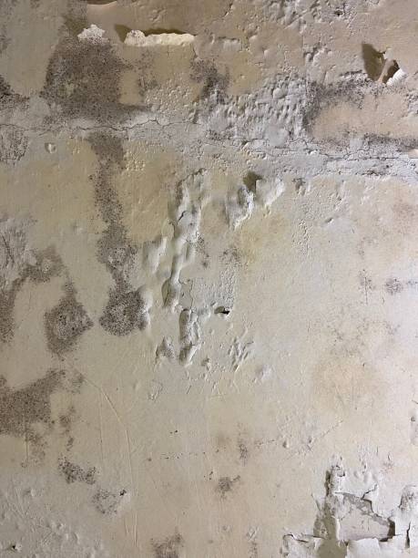 Trusted Cathedral City, CA Mold Removal Experts