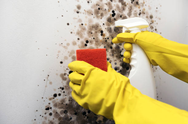 Best Mold Cleaning Services  in Thedral City, CA