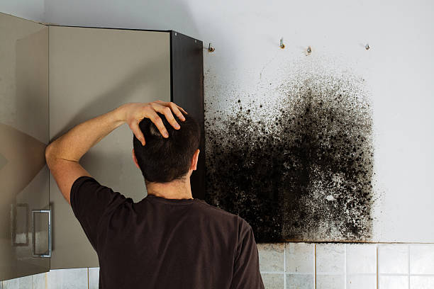 Best Mold Damage Repair  in Thedral City, CA