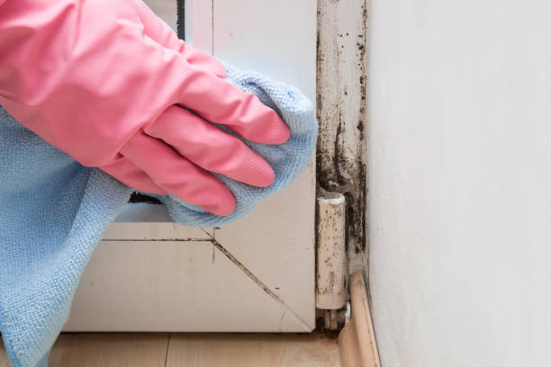 Best Affordable Mold Removal  in Thedral City, CA