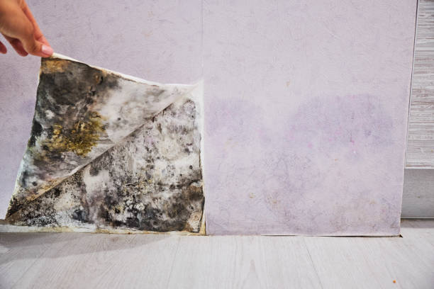 Best Affordable Mold Removal  in Thedral City, CA